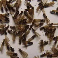 別墅易發(fā)生白蟻危害？